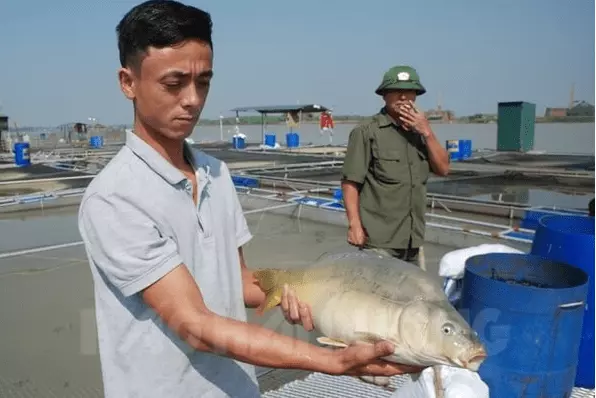 Tốt nhất nên mua cá chuỗi ngọc loại nguyên con tươi sống