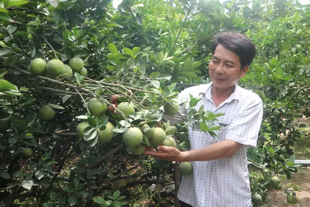 KỸ THUẬT TRỒNG CAM XOÀN CHO MÙA BỘI THU