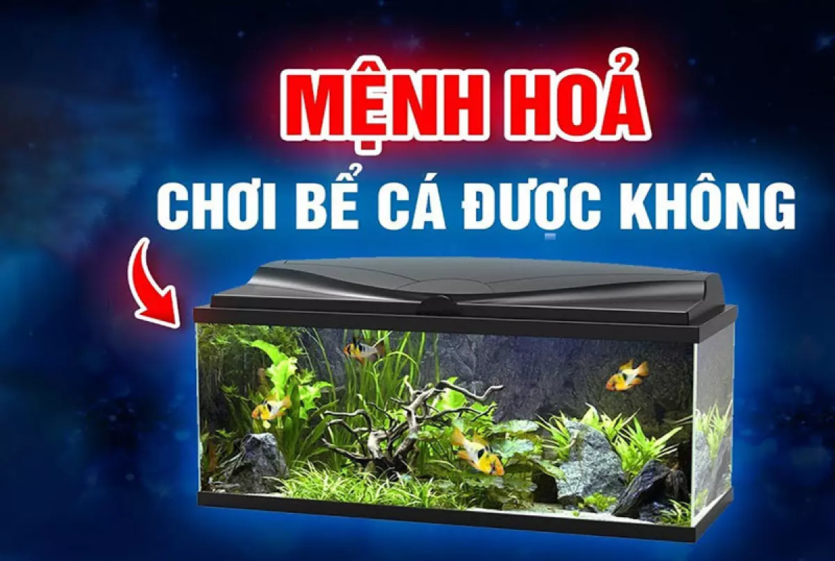 Ý nghĩa phong thủy khi mệnh Hỏa chơi bể cá