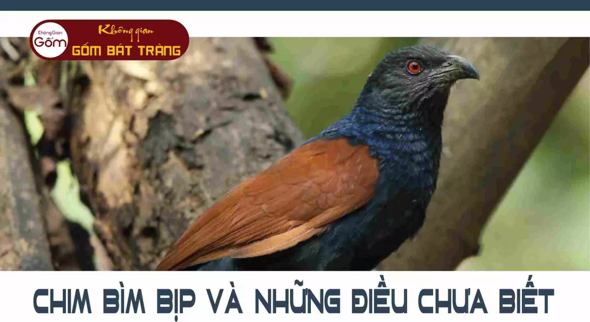 Chim Bìm Bịp - VỊ thuốc bổ thiên nhiên ban tặng