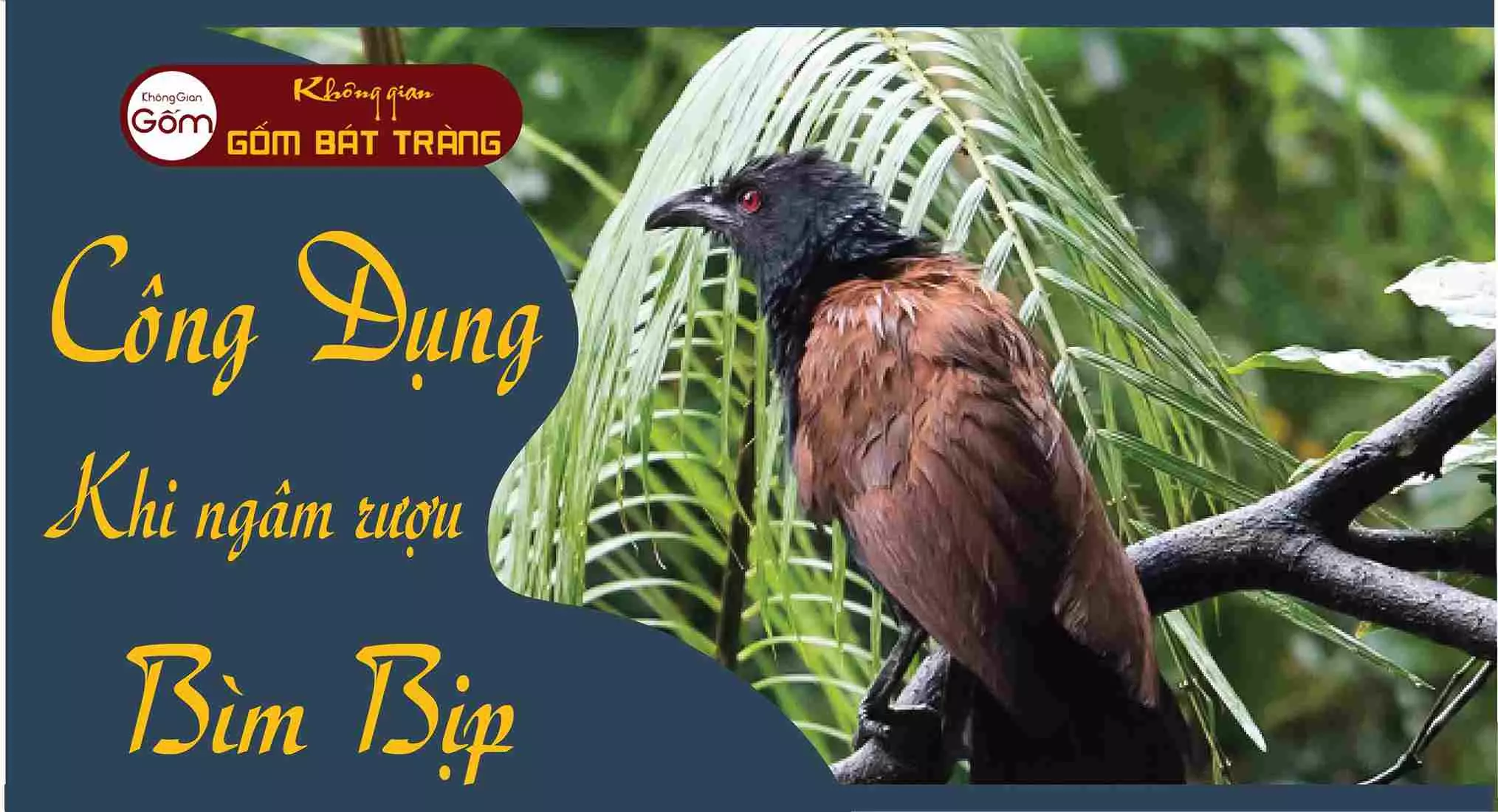 Rượu ngâm bìm bịp - giúp bổ thận tráng dương